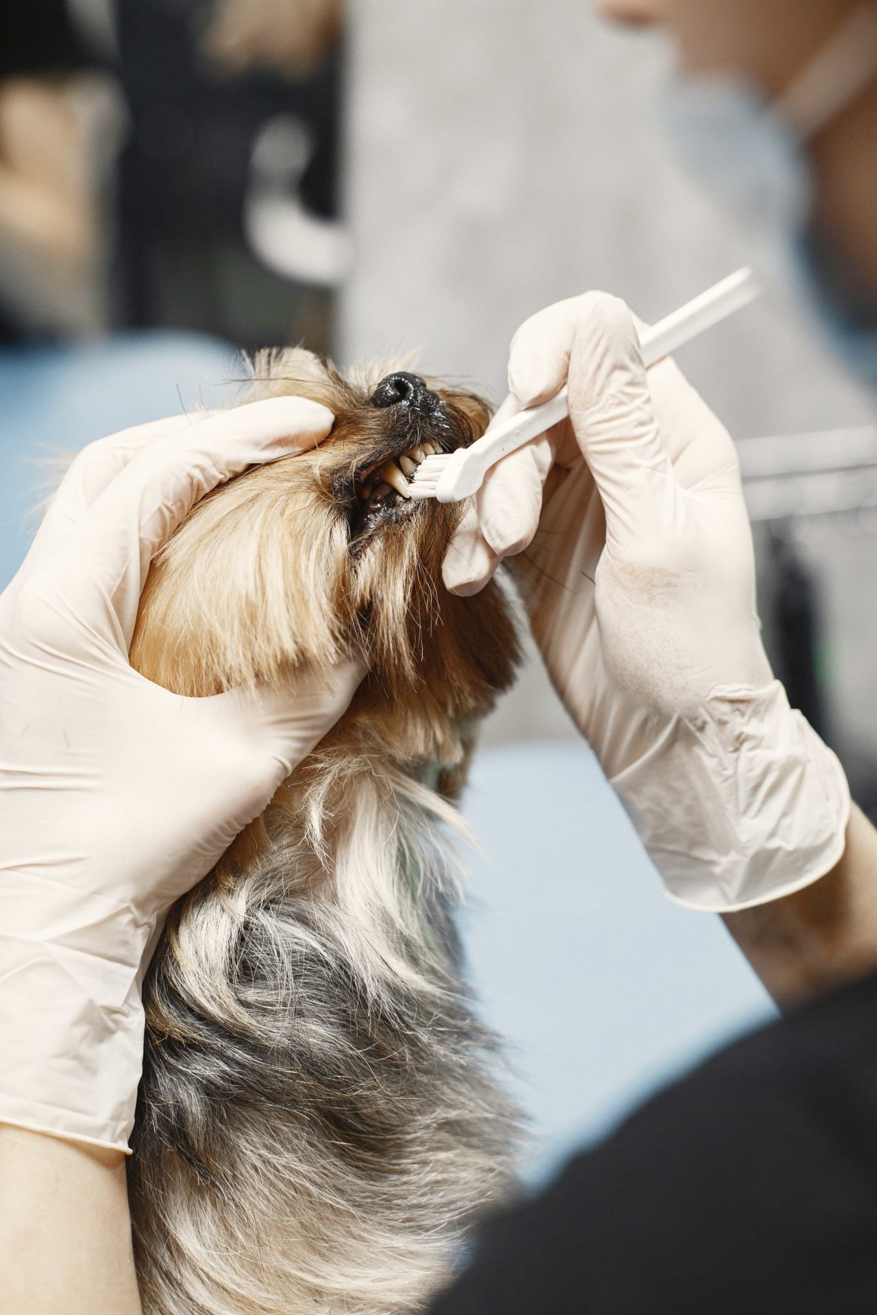 Pet Dentistry In Ithaca, MI 48847 Ithaca Animal Hospital