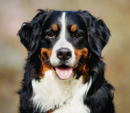 Amy Wildrose coming-soon